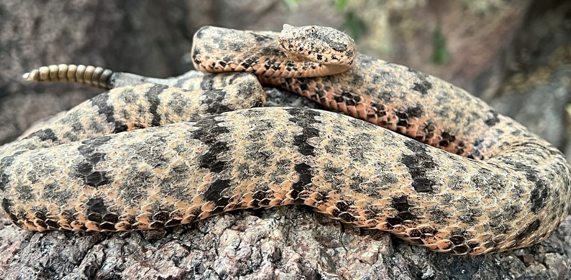 Crotalus lepidus